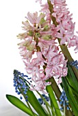 HYACINTHUS ORIENTALIS LADY DERBY AND MUSCARI ARMENIACUM