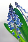 MUSCARI ARMENIACUM