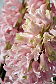 HYACINTHUS ORIENTALIS LADY DERBY