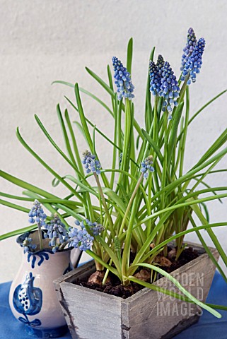 MUSCARI_ARMENIACUM_IN_A_WOODEN_CONTAINER