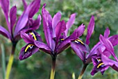 IRIS RETICULATA GEORGE