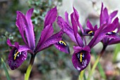 IRIS RETICULATA GEORGE