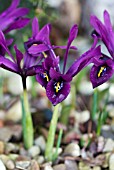 IRIS RETICULATA GEORGE