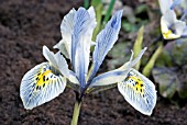 IRIS RETICULATA KATHARINE HODGKIN