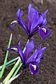 IRIS RETICULATA HARMONY