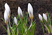 CROCUS CHRYSANTHUS SNOW BUNTING