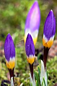 CROCUS SIEBERI SUBSP. SUBLIMIS F. TRICOLOR