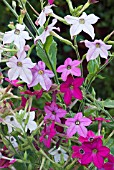 NICOTIANA X SANDERAE DOMINO SERIES