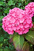 HYDRANGEA HORTENSIS KING GEORGE