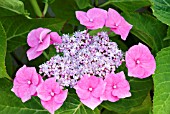 HYDRANGEA MACROPHYLLA BLAUMEISE