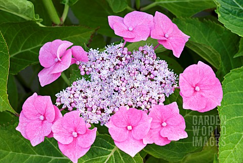 HYDRANGEA_MACROPHYLLA_BLAUMEISE