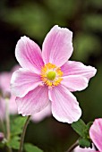 ANEMONE X HYBRIDA MARGARETE