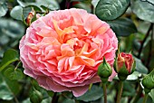 ROSA ABRAHAM DARBY