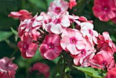 PHLOX PANICULATA BRIGADIER