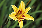 HEMEROCALLIS BONANZA