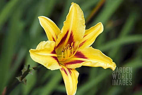 HEMEROCALLIS_BONANZA