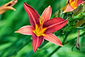 HEMEROCALLIS RUSSELL PRITCHARD