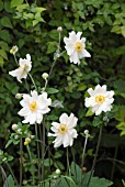 ANEMONE X HYBRIDA GEANTE DES BLANCHES