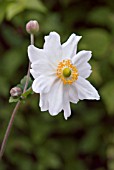 ANEMONE X HYBRIDA GEANTE DES BLANCHES