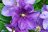 CLEMATIS GENERAL SIKORSKI