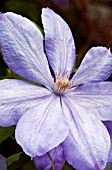 CLEMATIS MRS CHOLMONDELEY