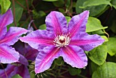 CLEMATIS FIREWORKS