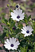 OSTEOSPERMUM SUNNY CECILE