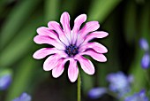 OSTEOSPERMUM GILES GILBY