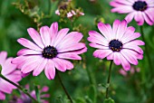 OSTEOSPERMUM ZARA