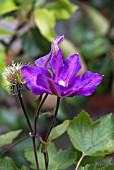 CLEMATIS FIREWORKS