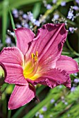 HEMEROCALLIS GRAPE VELVET