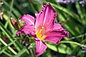 HEMEROCALLIS GRAPE VELVET