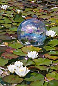 POND WITH NYMPHAEA AND WATER BUBBLE