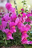 ANTIRRHINUM LAMPION MIX IN HANGING BASKET