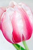 TULIPA TOP LIPS