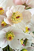 HELLEBORUS ORIENTALIS