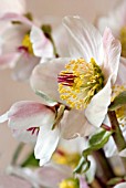 HELLEBORUS ORIENTALIS