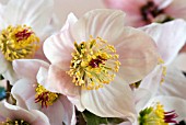 HELLEBORUS ORIENTALIS