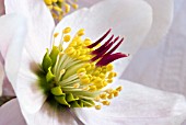 HELLEBORUS ORIENTALIS