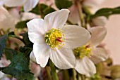 HELLEBORUS ORIENTALIS