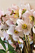 HELLEBORUS ORIENTALIS