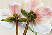 HELLEBORUS ORIENTALIS