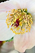 HELLEBORUS ORIENTALIS