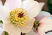 HELLEBORUS ORIENTALIS