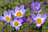 CROCUS SIEBERI SUBSP. SUBLIMIS F. TRICOLOR