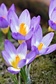 CROCUS SIEBERI SUBSP. SUBLIMIS F. TRICOLOR