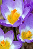 CROCUS SIEBERI SUBSP. SUBLIMIS F. TRICOLOR