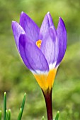 CROCUS SIEBERI SUBSP. SUBLIMIS F. TRICOLOR