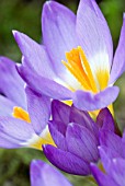 CROCUS SIEBERI SUBSP. SUBLIMIS F. TRICOLOR