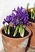 IRIS RETICULATA PIXIE